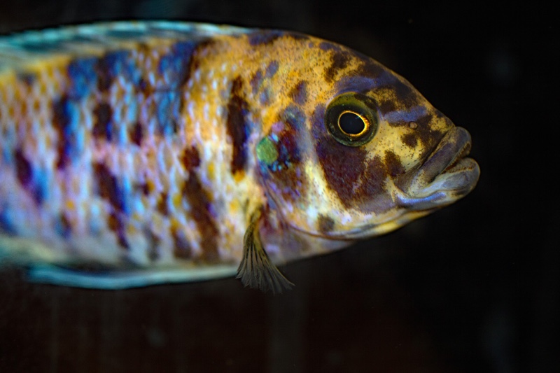 Maylandia zebra 'Likoma Island'